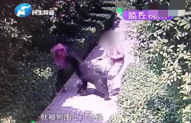 大型犬咬人视频事件