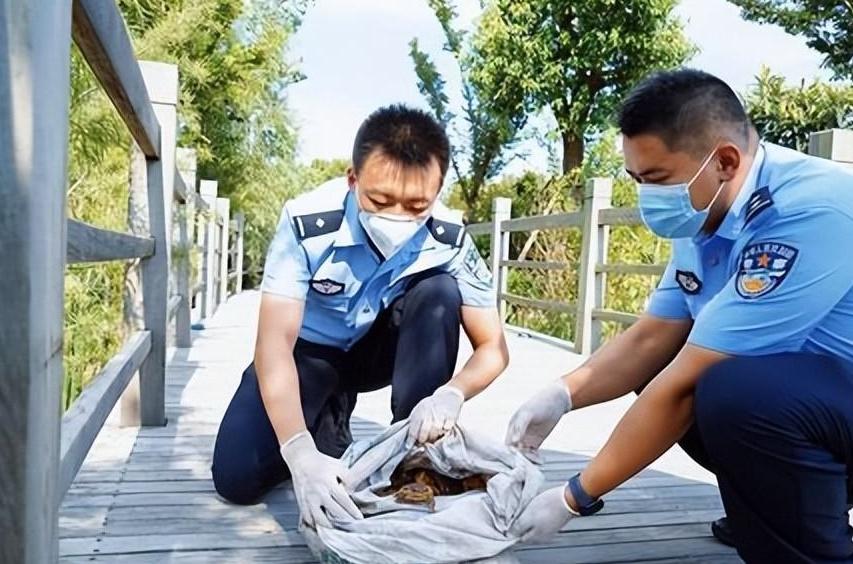 非法狩猎没有收获如何量刑