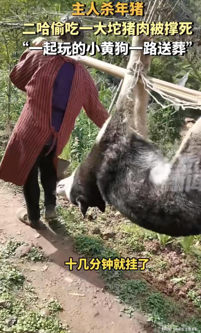 主人杀年猪 狗狗偷吃猪肉被撑死