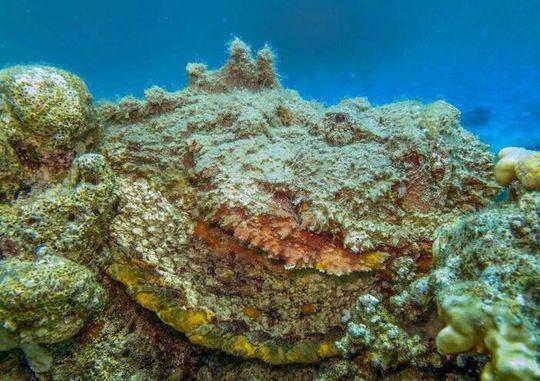 澳洲海滩惊现奇怪生物，神秘现象引发关注与探索