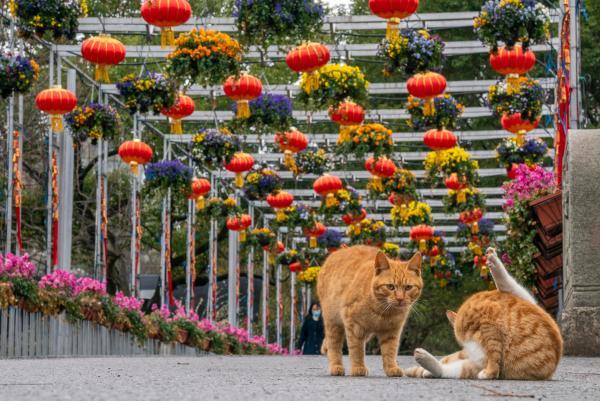 植物园内流浪猫死亡事件深度剖析