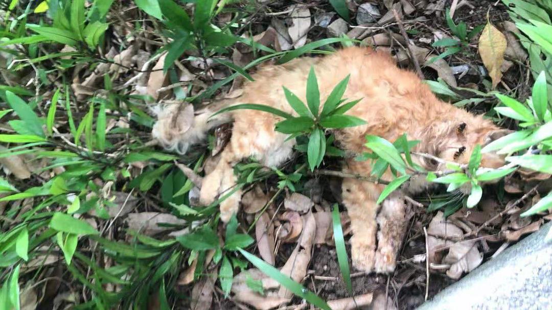 植物园内流浪猫死亡