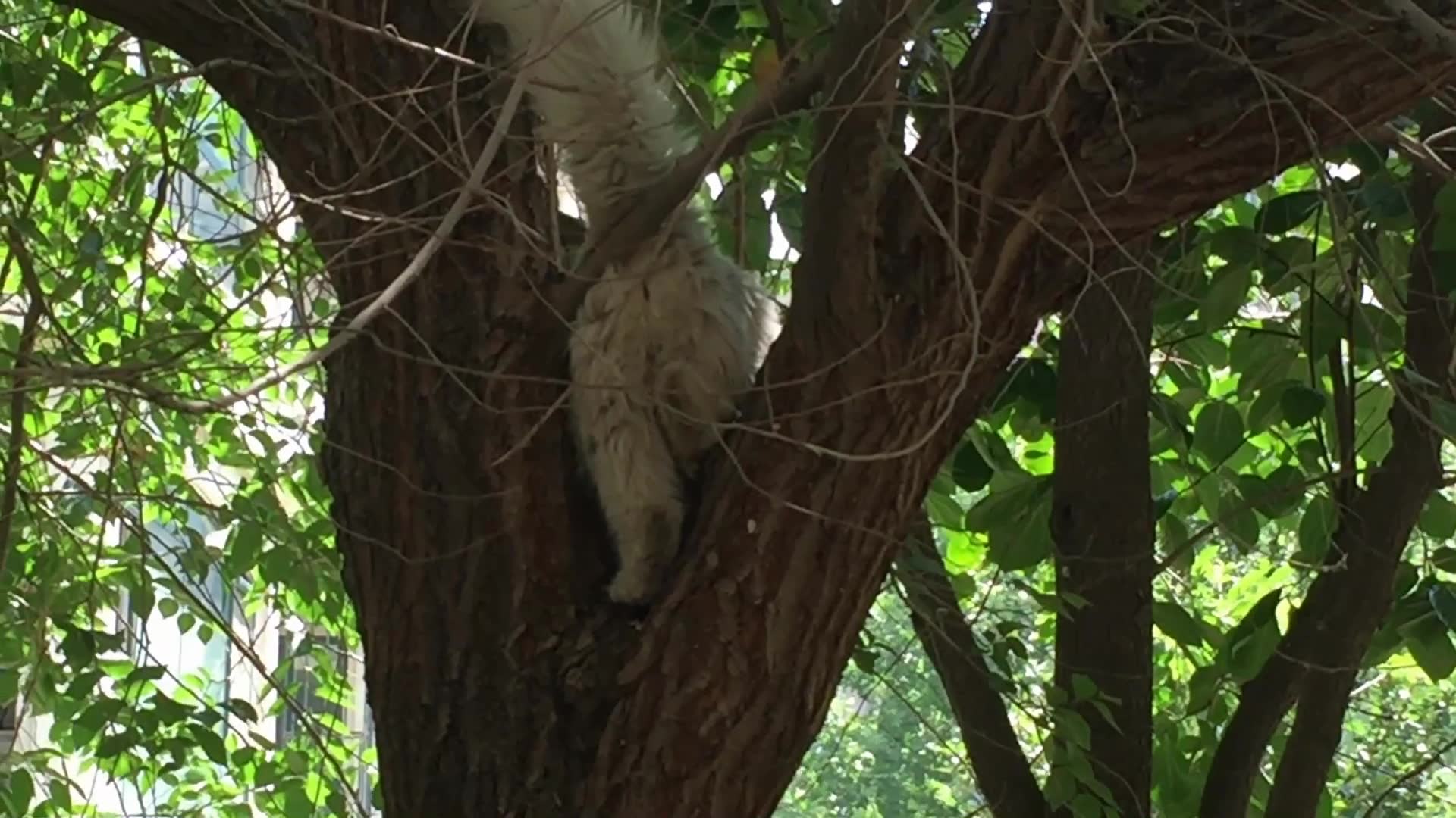 流浪猫死亡走向大树，生命的无常与自然的启示