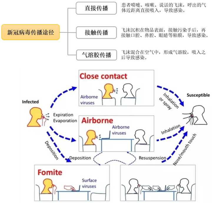 偏肺病毒传染途径解析