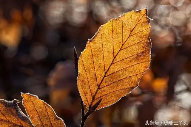 这片叶子真像什么——自然之美的无尽想象