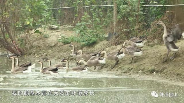 佛山近百只猫水塘溺亡事件，反思与警醒