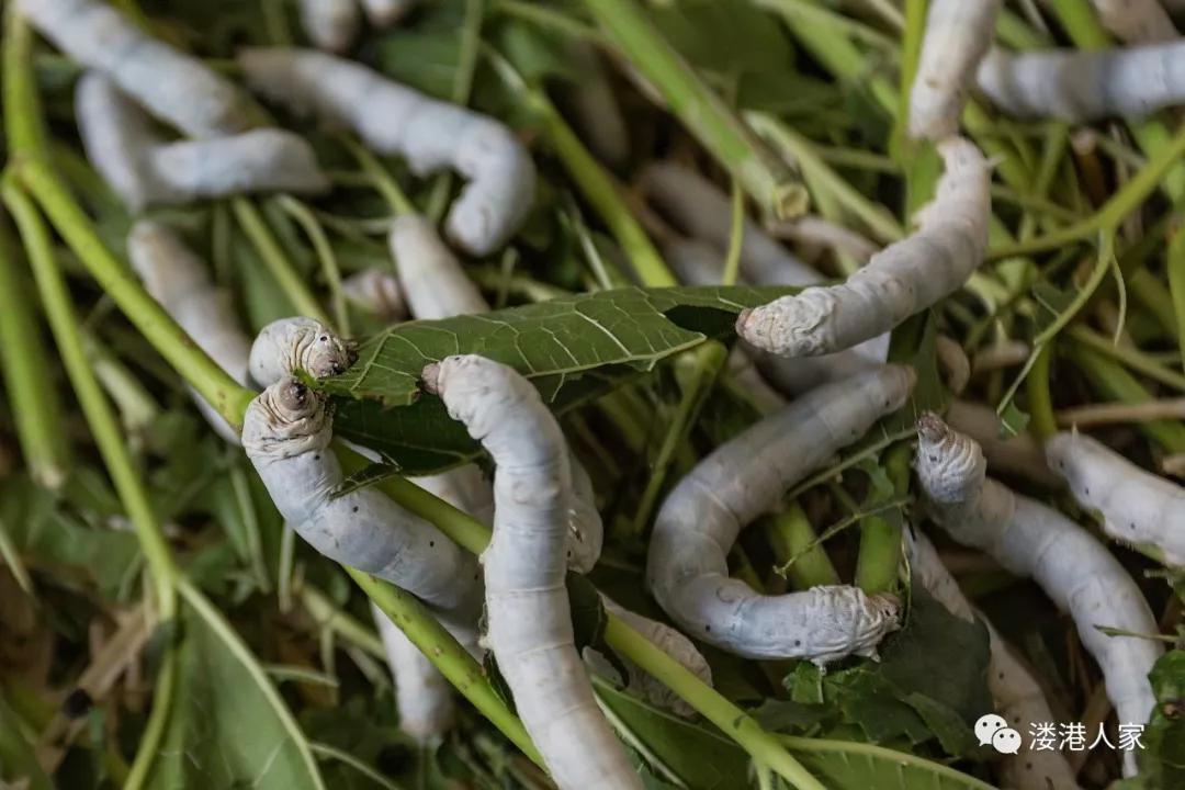 澳门最精准正最精准龙门蚕——传承与弘扬中国传统文化