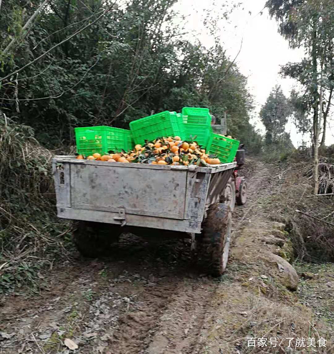 救护车停田里摘柑橘，一场意外的收获与责任担当