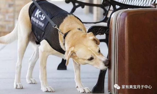 警犬因上班没精神被通报批评