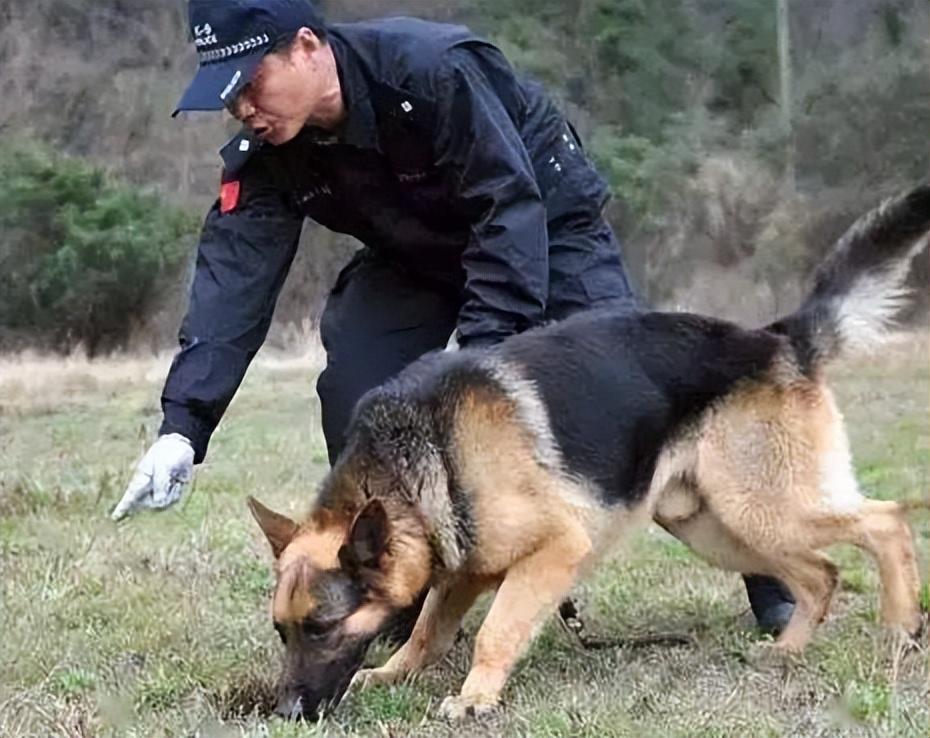 警犬上班状态引争议，死气沉沉还是尽职尽责？