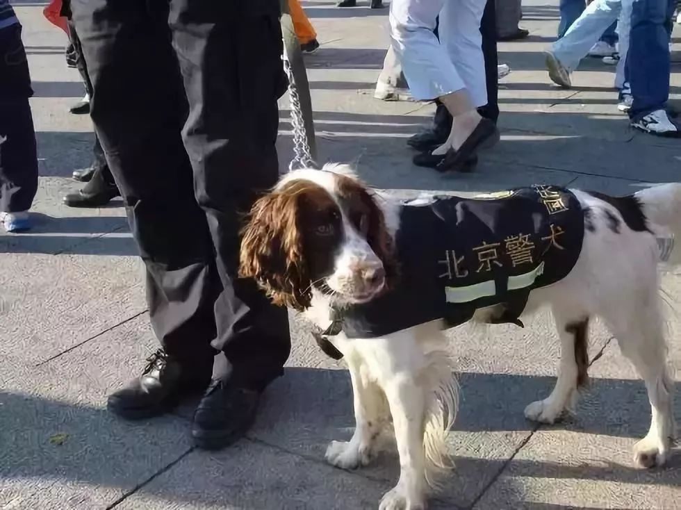 警犬幺幺零连续四周被通报，究竟发生了什么？