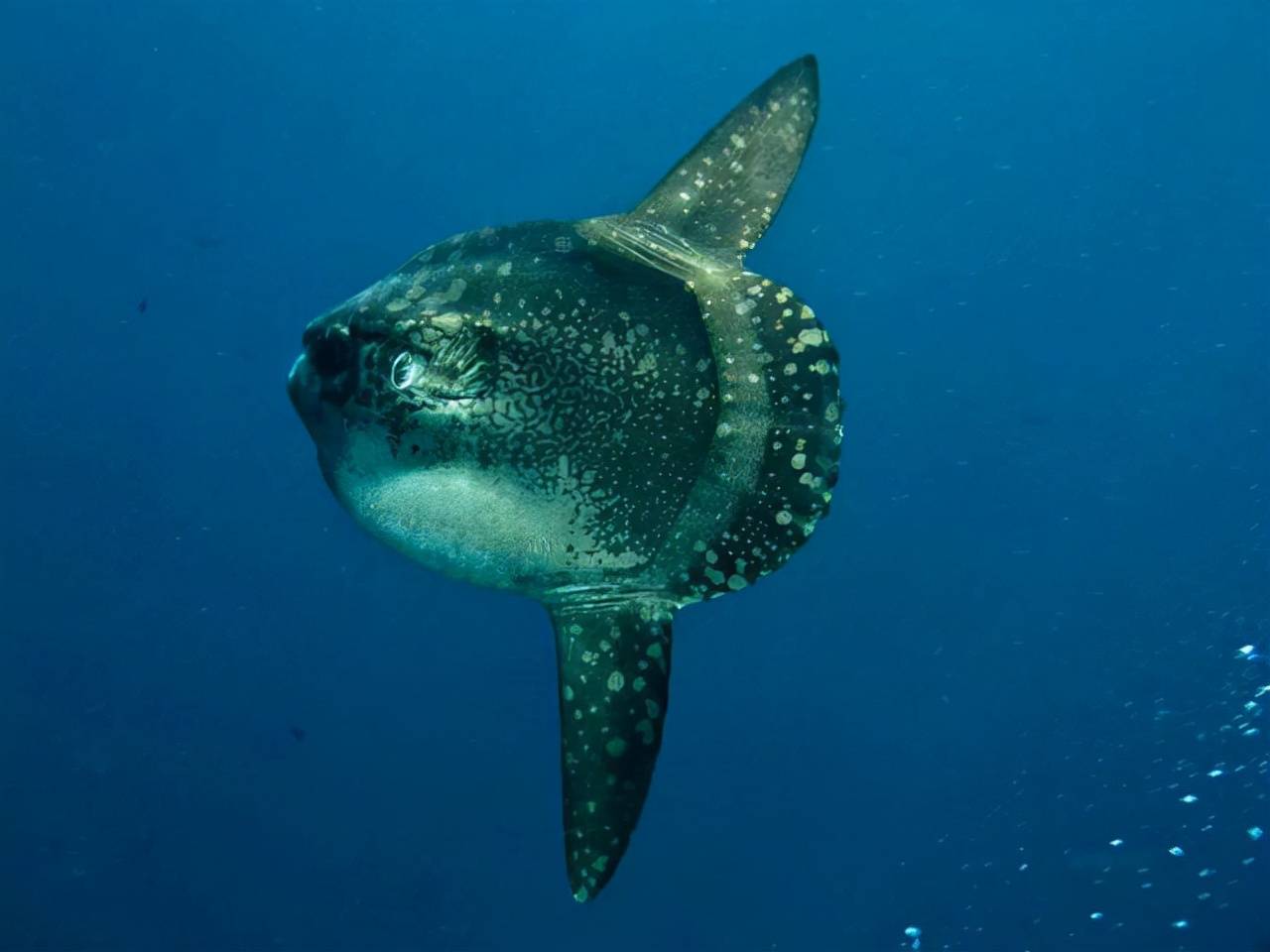 日本水族馆翻车鱼因没游客自闭，孤独海洋生物的心灵世界