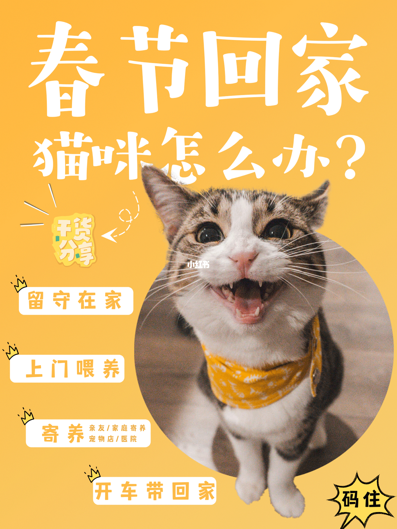 带15只猫回家过年