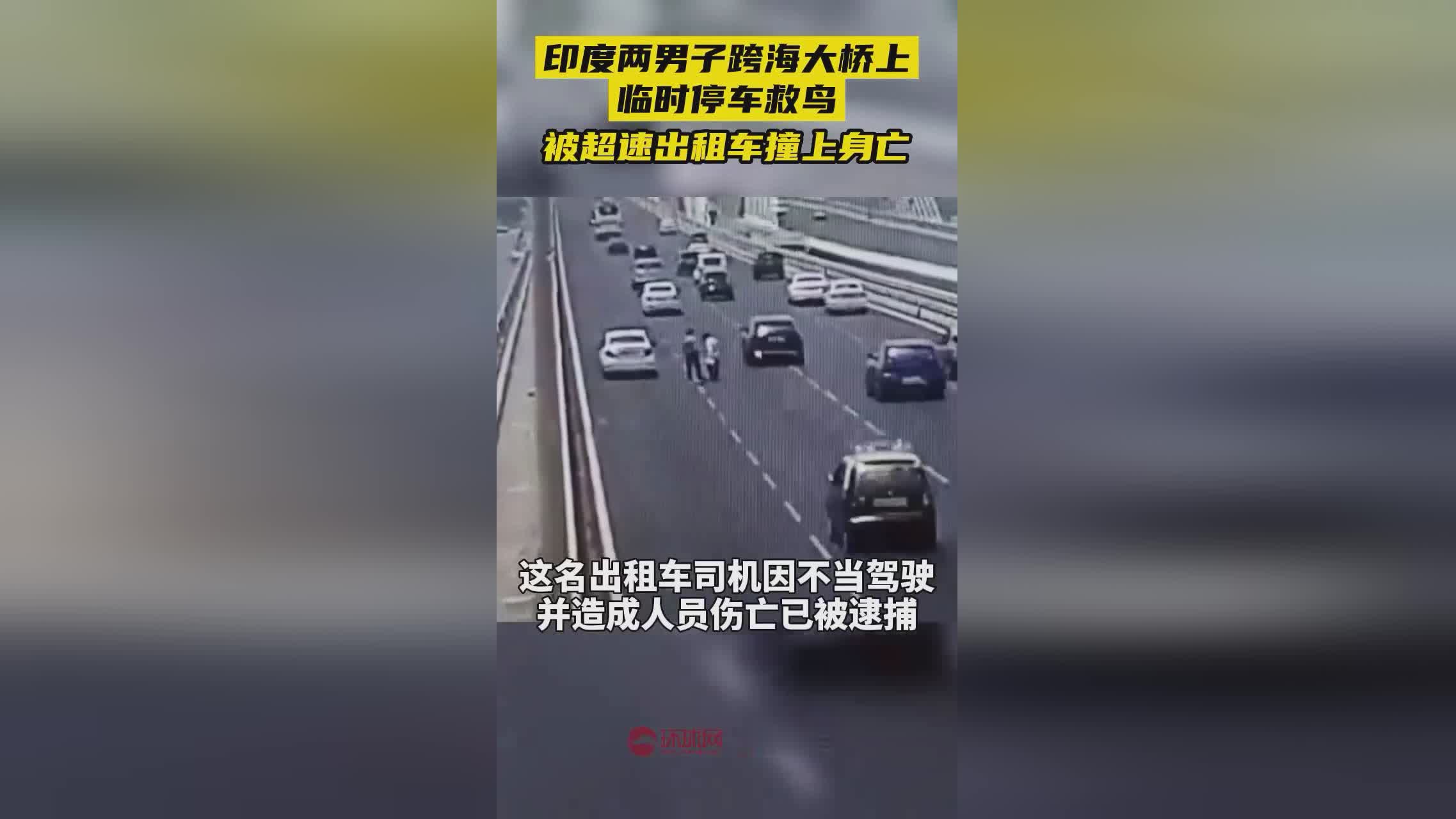 列车因撞鸟临时停车，事件分析与启示