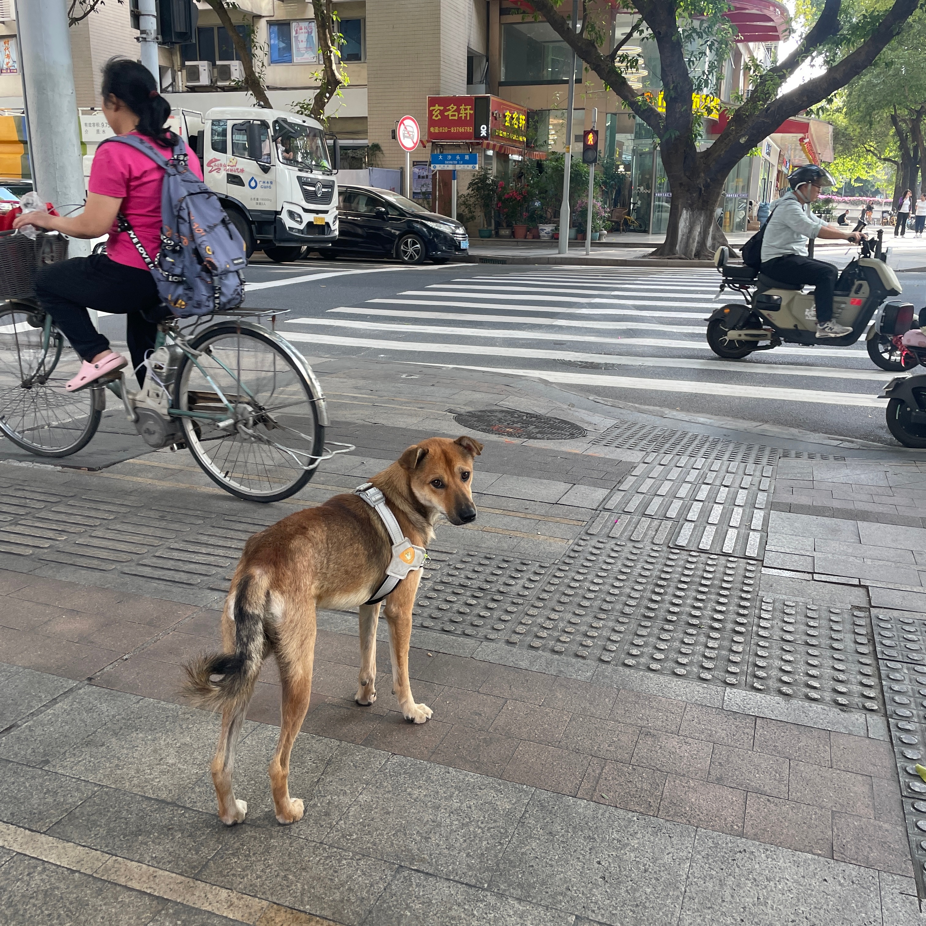 广州正式解禁土狗，解读这一历史性政策的背后