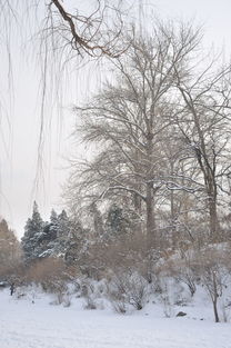 北京下雪，白色梦幻的城市景色