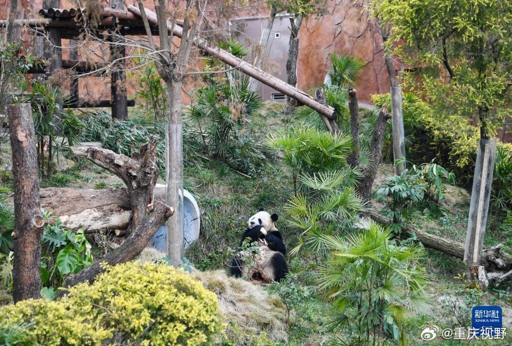 40多岁女子为每天见大熊猫移居重庆