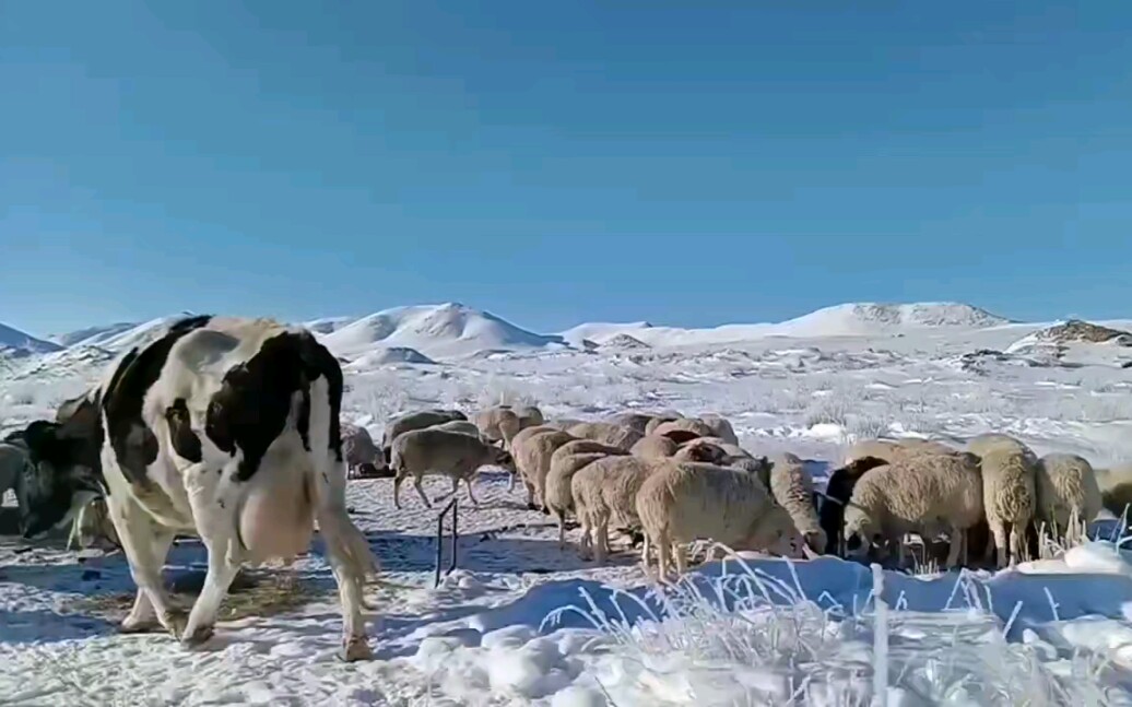 内蒙古牛羊身披银装雪霜背后的故事，一探究竟！