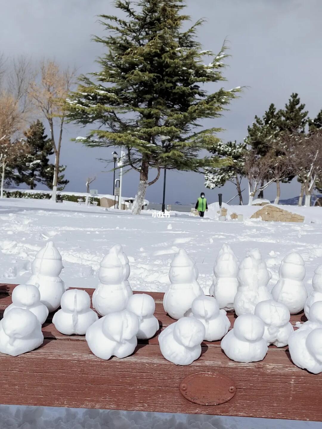 烟台海边的石墩被雪鸭子占领了