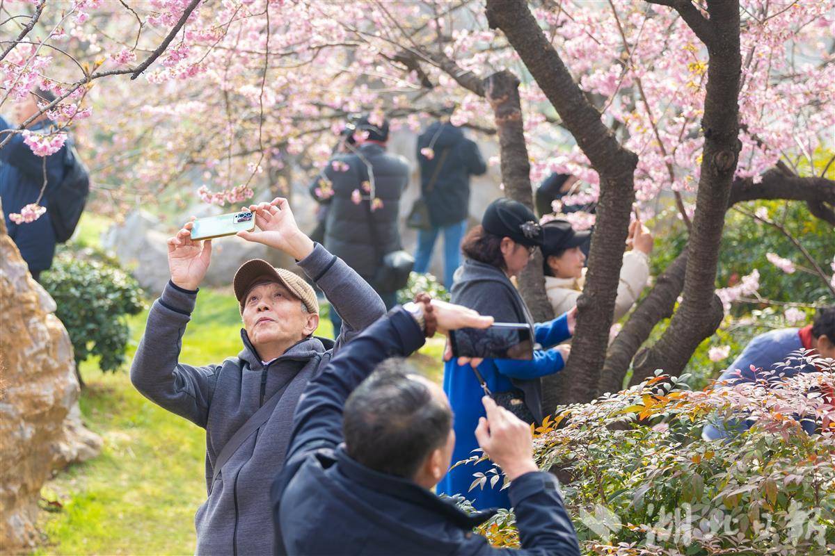 武汉东湖樱花园盛大开园，踏春赏樱新去处惊艳亮相！